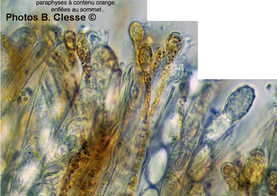 Melastiza cornubiensis (Melastiza miniata)