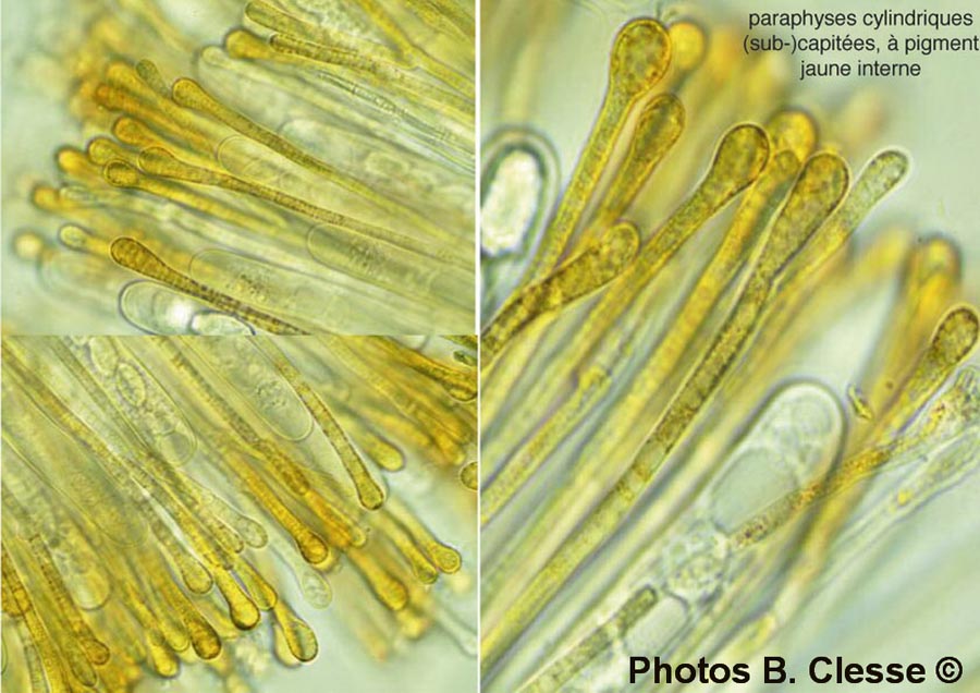 Melastiza cornubiensis (Melastiza miniata)