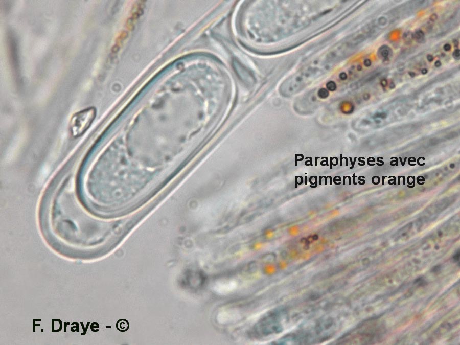 Sarcoscypha jurana