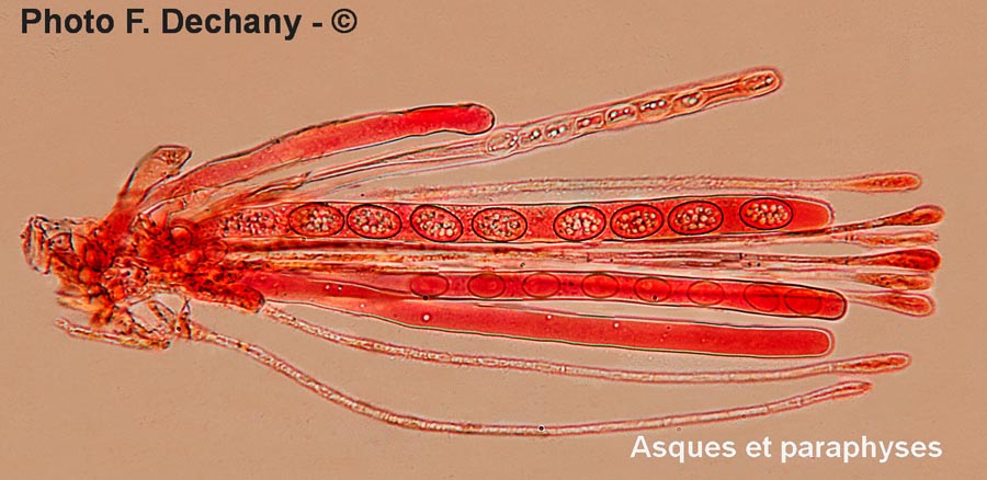 Scutellinia scutellata