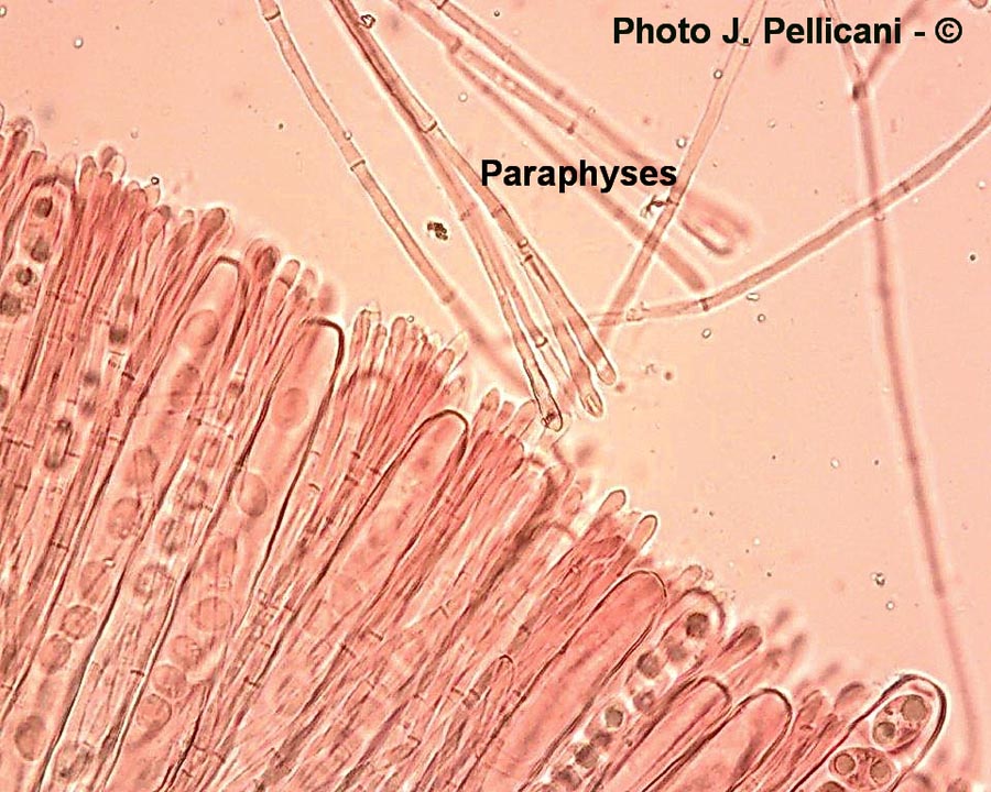 Tarzetta cupularis