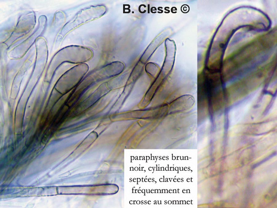 Trichoglossum hirsutum