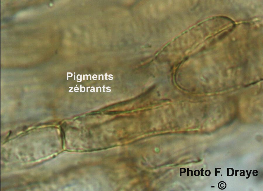 Callistosporium elaeodes