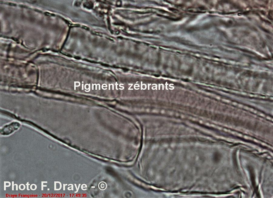 Galerina laevis