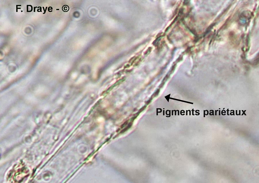 Tubaria hiemalis var. major