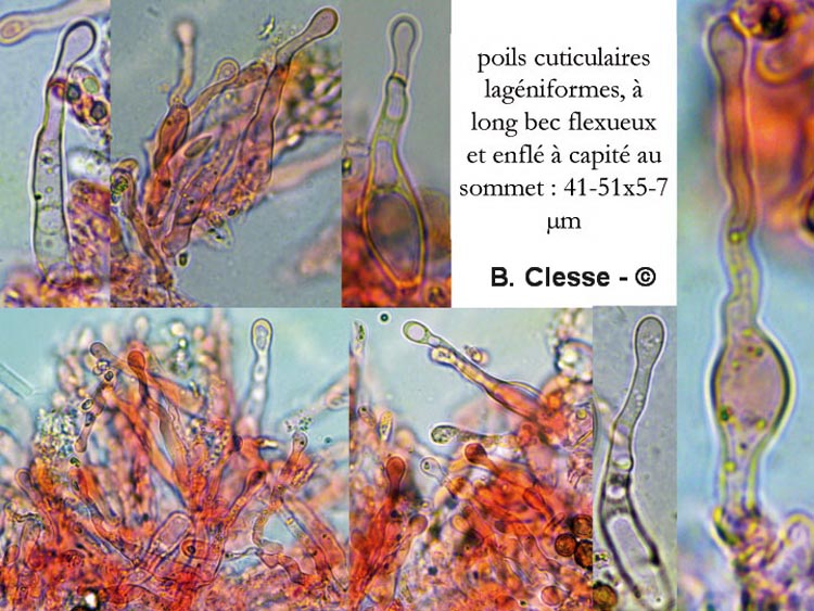 Cellypha goldbachii (Cyphella goldbachii)