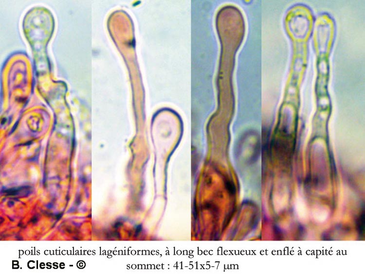 Cellypha goldbachii (Cyphella goldbachii)