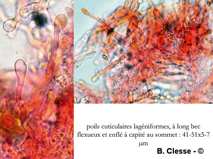 Cellypha goldbachii (Cyphella goldbachii)