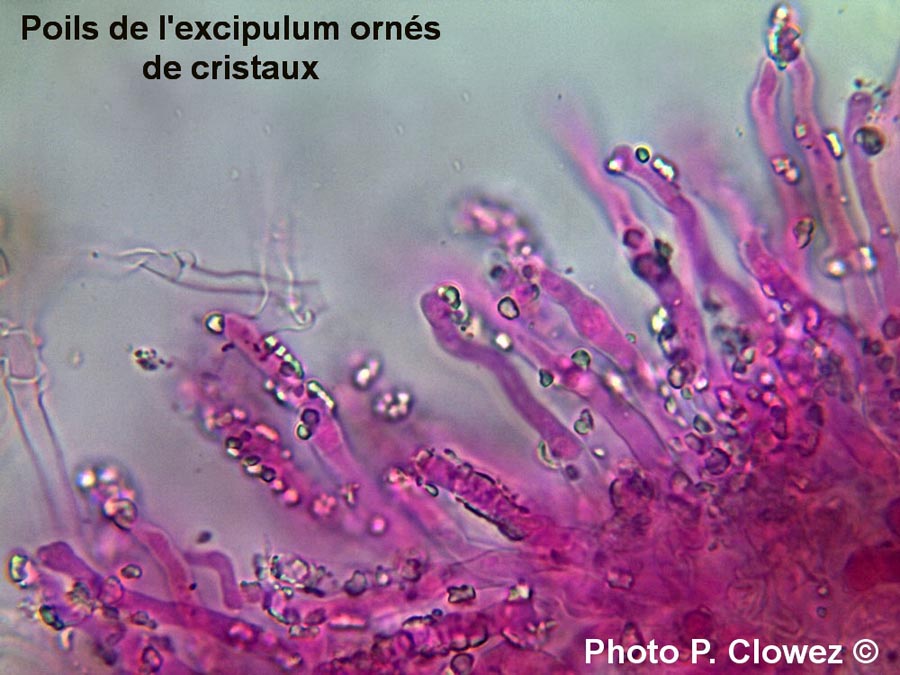 Chromocyphella muscicola