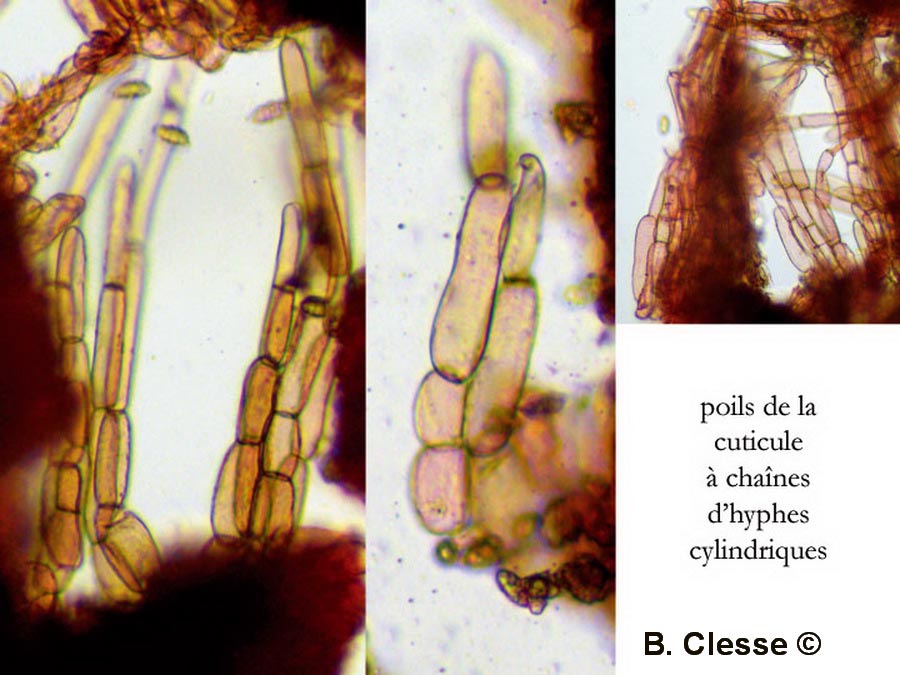 Entoloma dysthales