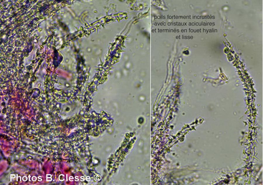 Flagelloscypha minutissima