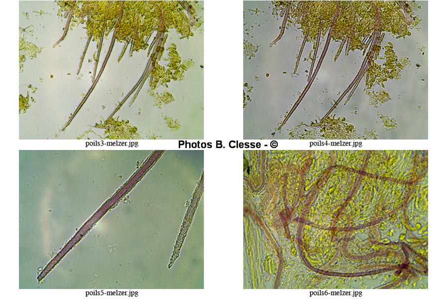 Flagelloscypha niveola