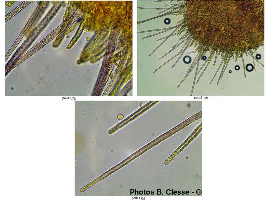 Flagelloscypha niveola