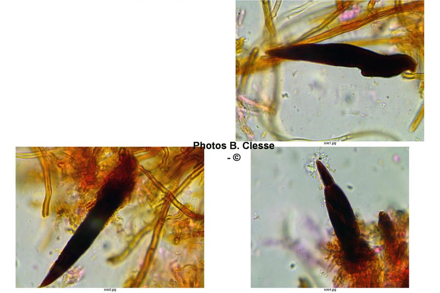 Hymenochaete tabacina (Pseudochaete tabacina)