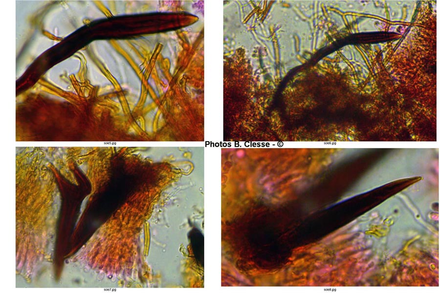 Hymenochaete tabacina (Pseudochaete tabacina)