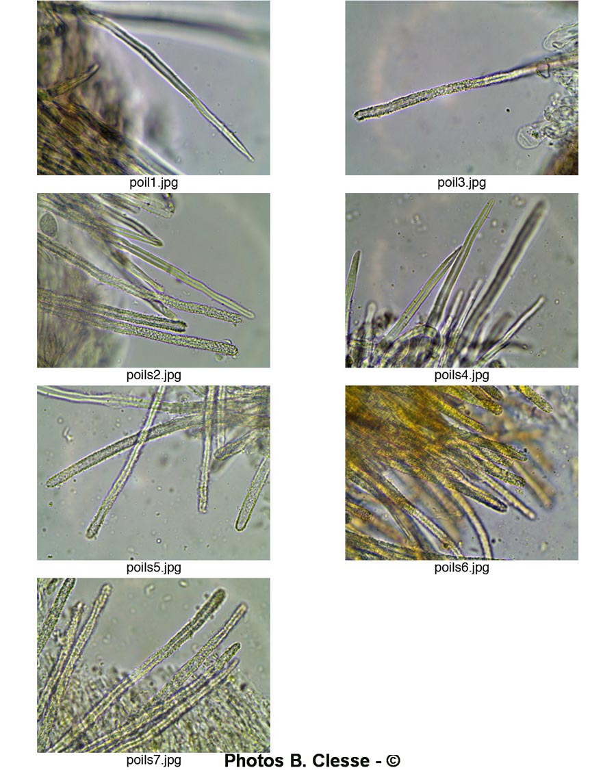 Lachnella alboviolascens