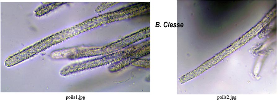 Lachnella alboviolascens