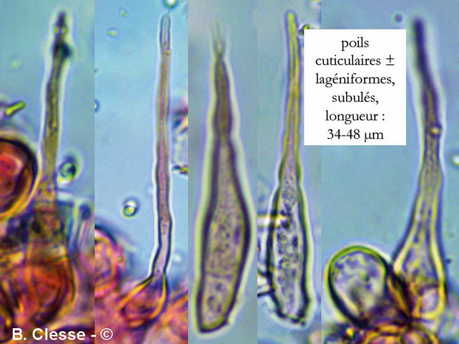 Lactifluus oedematopus