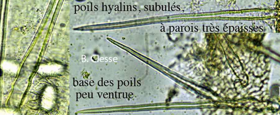 Lasiobolus cuniculi