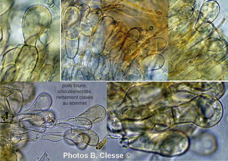 Melastiza cornubiensis (Melastiza miniata)