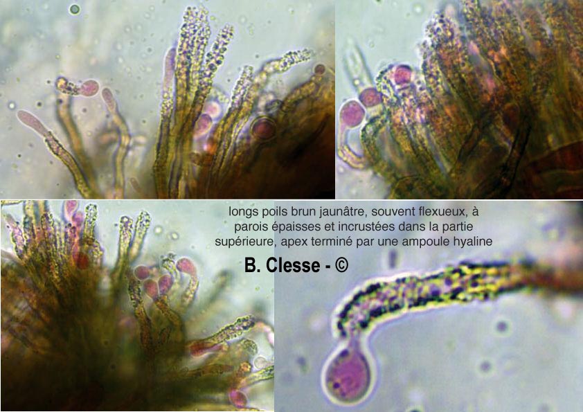 Merismodes fasciculata