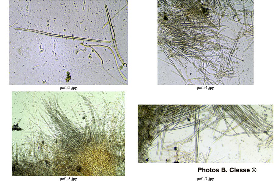 Neottiella hetieri