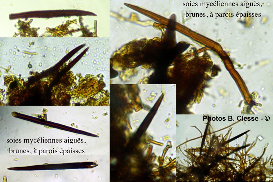 Phellinus ferruginosus