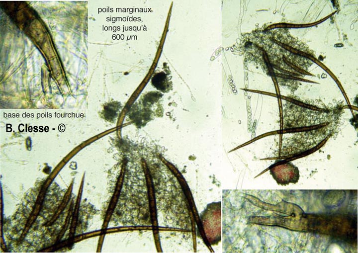 Scutellinia olivascens