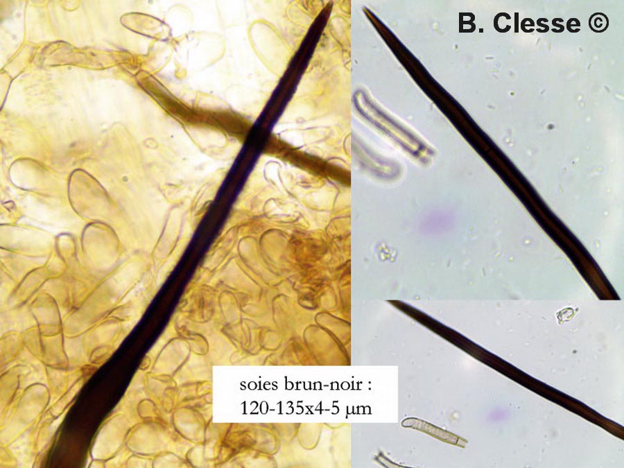 Trichoglossum hirsutum