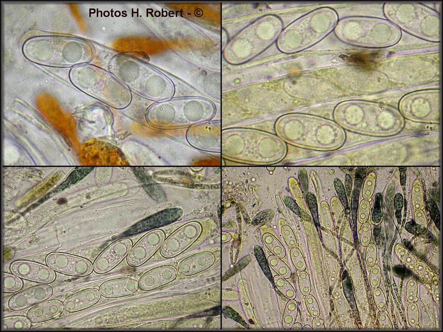 Anthracobia macrocystis