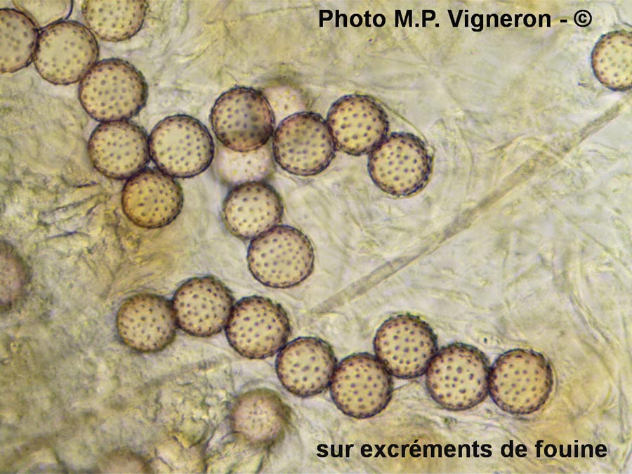 Ascobolus brassicae