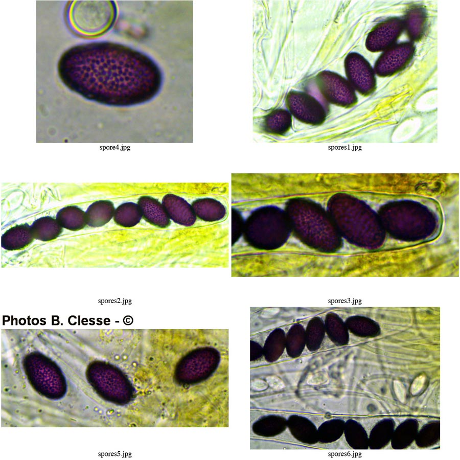 Ascobolus carbonarius