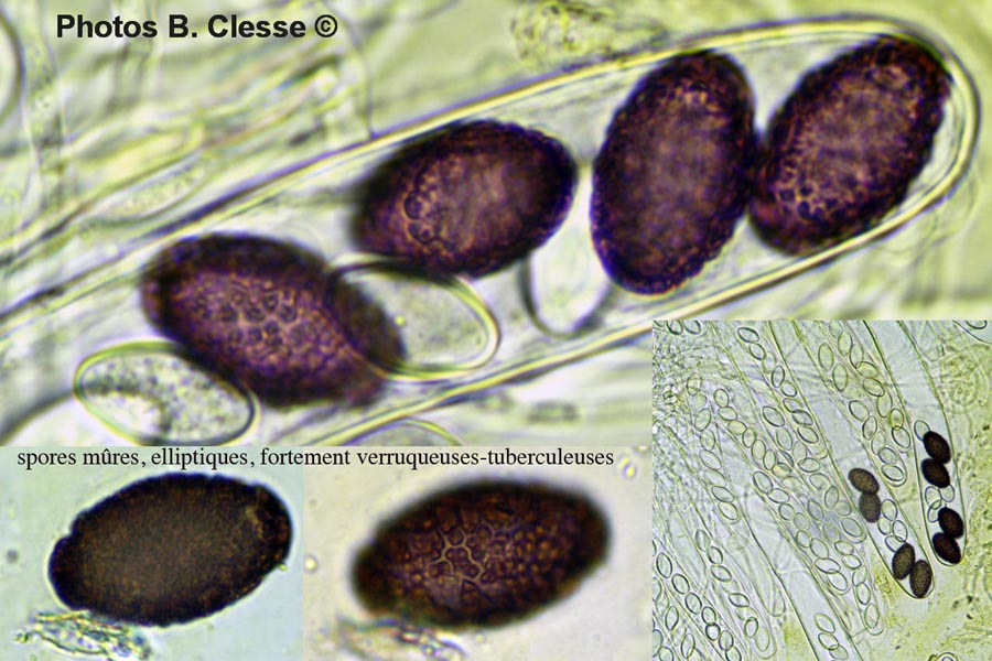 Ascobolus carbonarius