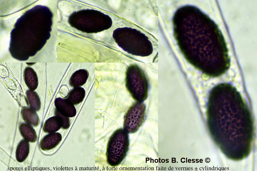 Ascobolus carbonarius