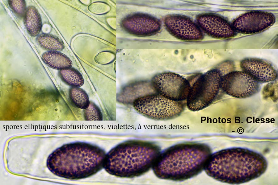 Ascobolus carbonarius