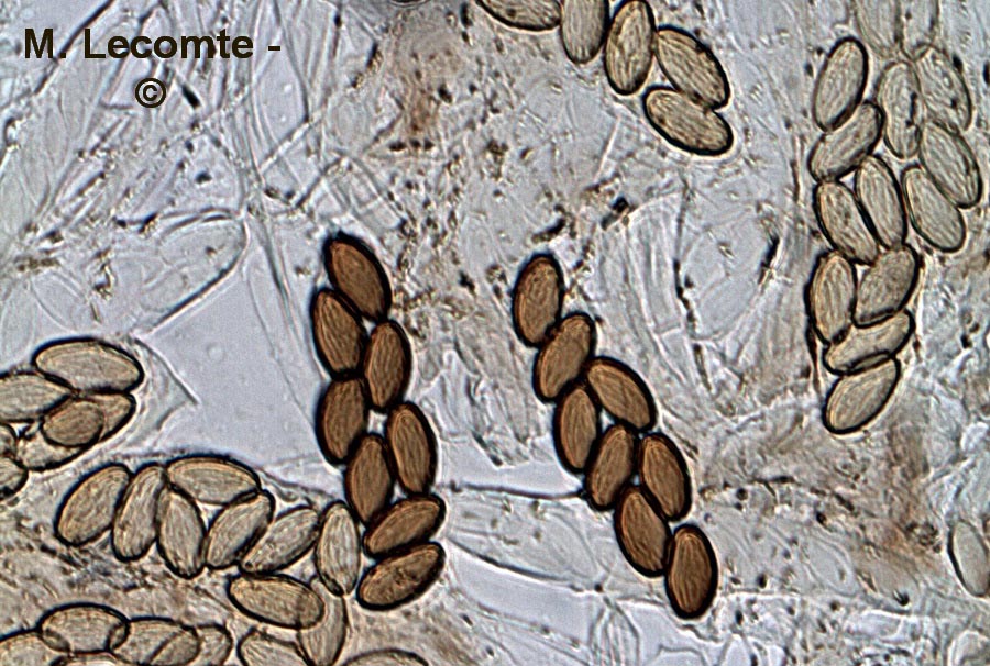 Ascobolus furfuraceus