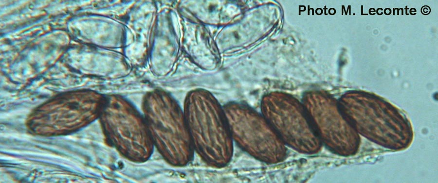 Ascobolus furfuraceus