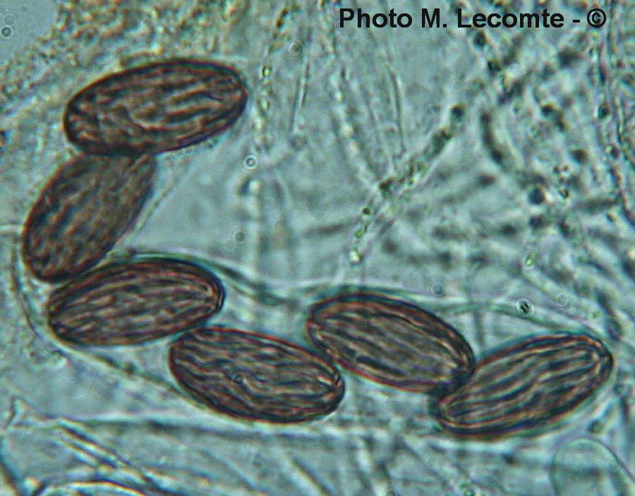 Ascobolus furfuraceus