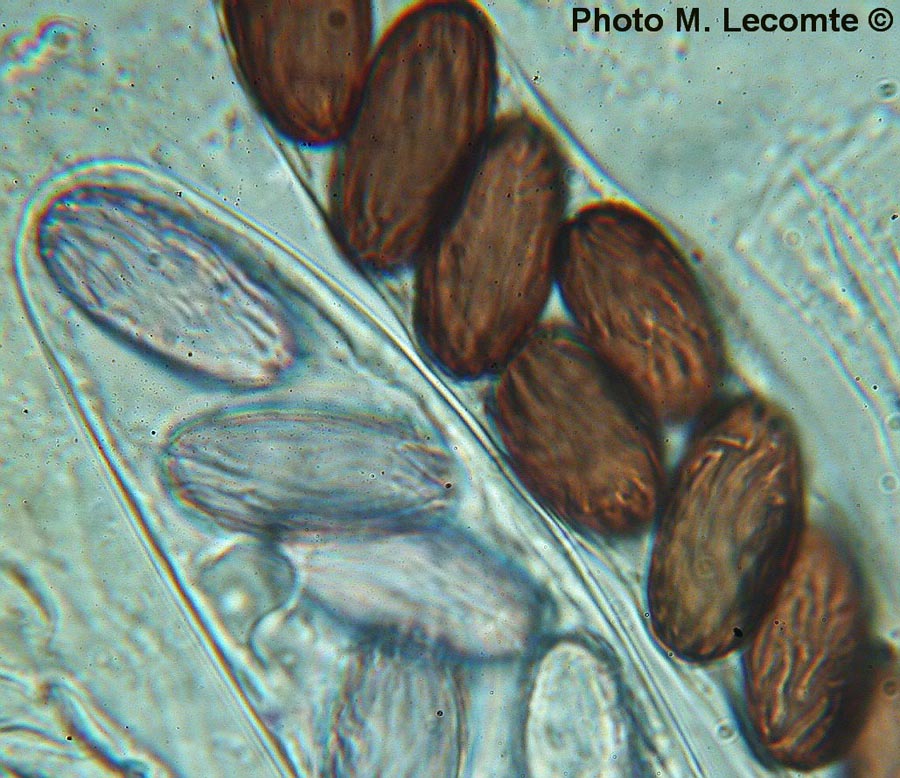 Ascobolus furfuraceus