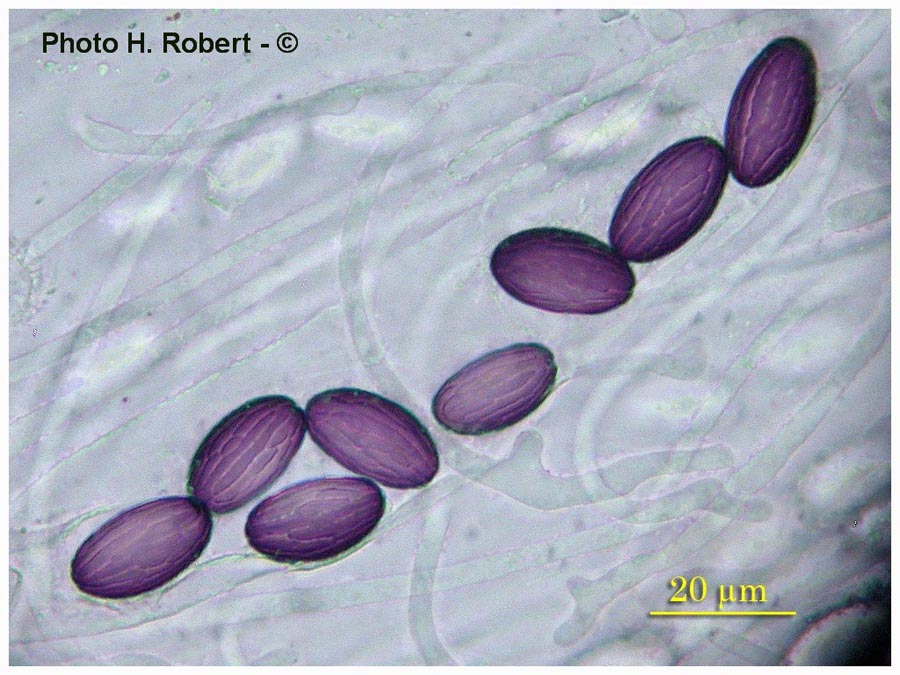 Ascobolus sacchariferus