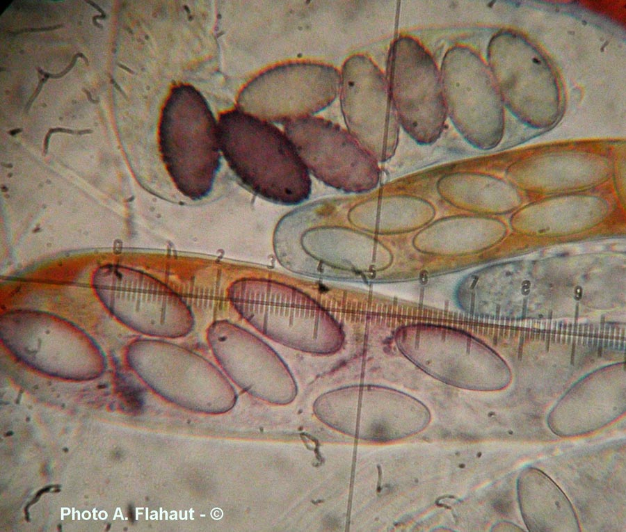 Ascobolus stictoideus