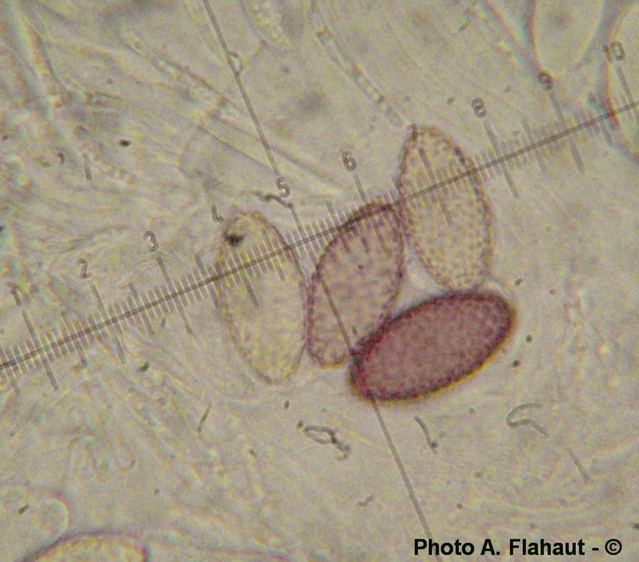 Ascobolus stictoideus