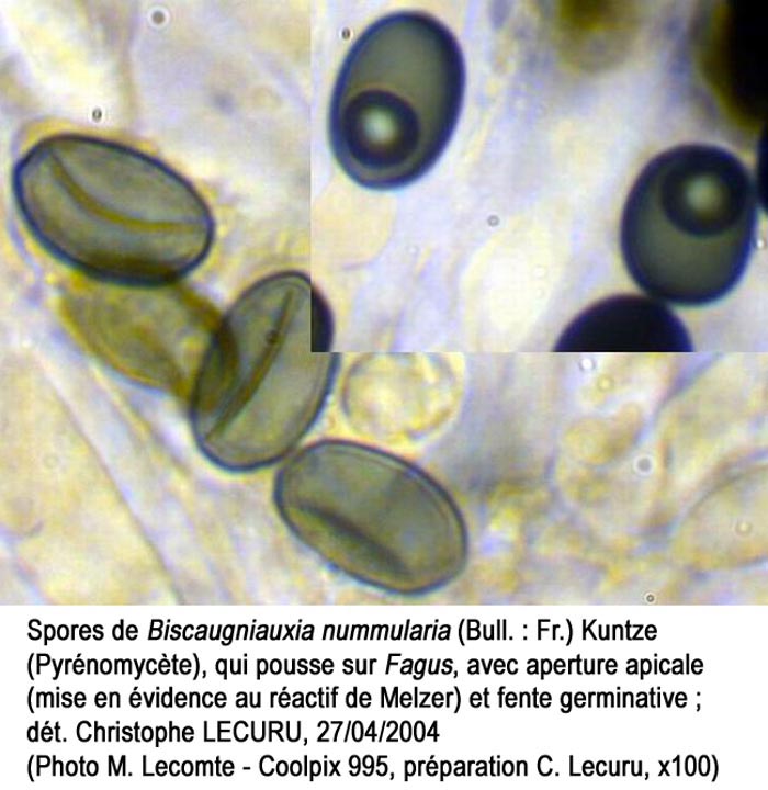 Biscogniauxia nummularia