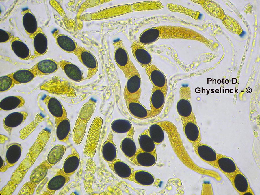 Biscogniauxia nummularia