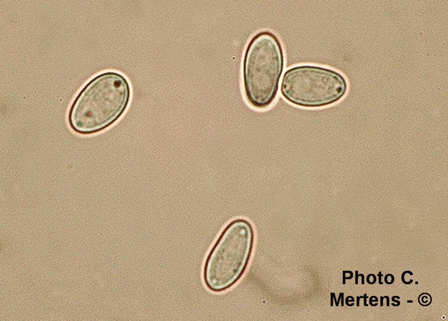 Ciboria batschiana