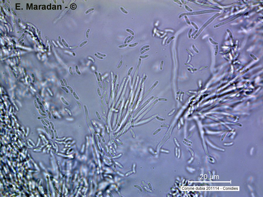 Coryne dubia (anamorphe de Ascocoryne sarcoides)