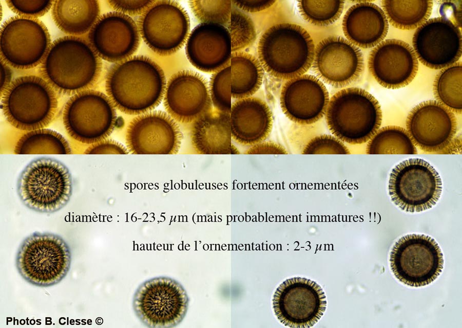 Elaphomyces granulatus