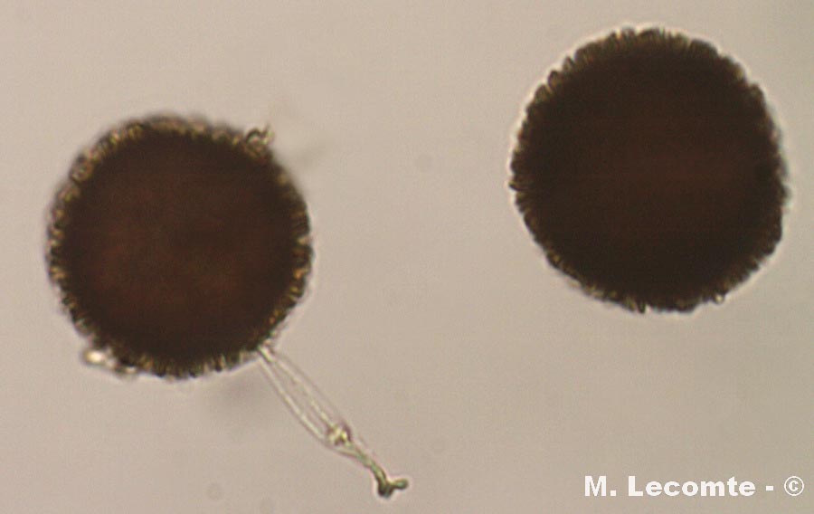 Elaphomyces muricatus