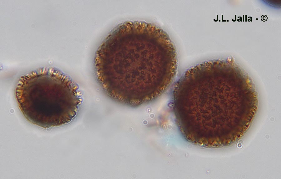 Elaphomyces muricatus
