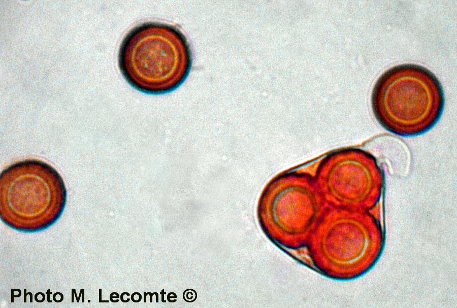 Elaphomyces muricatus